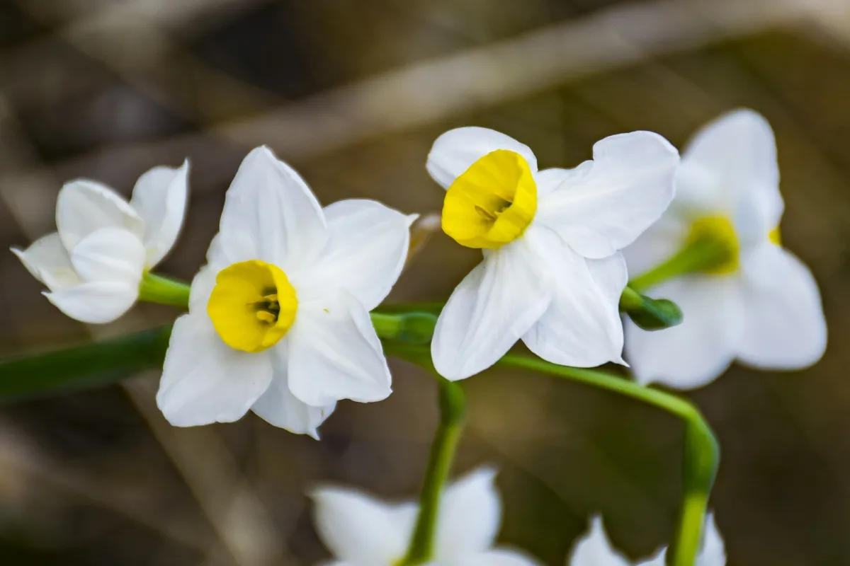 White daffodils with yellow centers